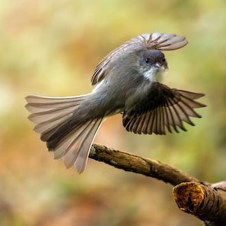 An eastern phoebe flutters in Clyde Shepherd Nature Preserve in Decatur. Eastern phoebes are known for their having little fear of humans. (Courtesy of Steve Rushing)