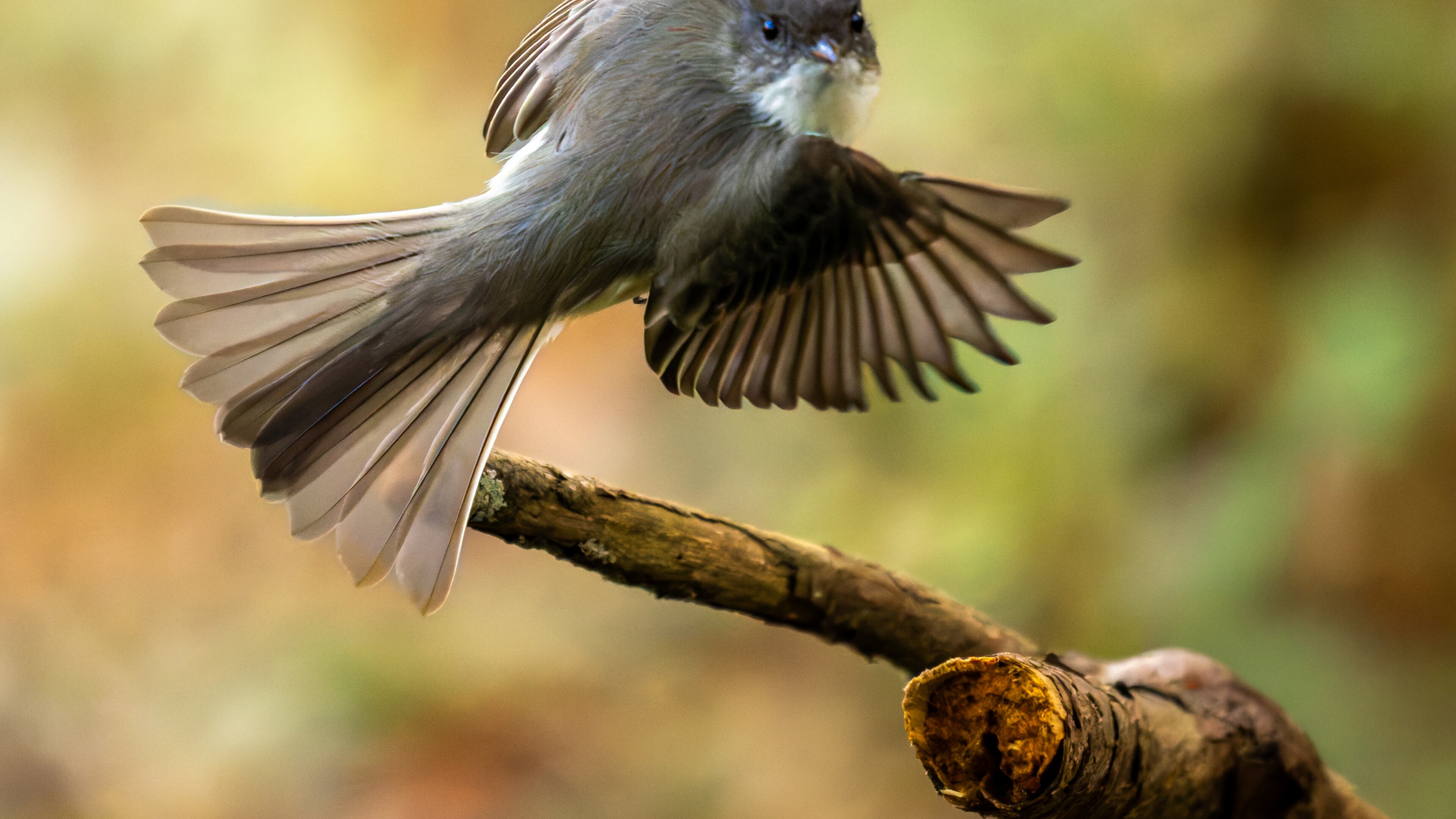 An eastern phoebe flutters in Clyde Shepherd Nature Preserve in Decatur. Eastern phoebes are known for their having little fear of humans. (Courtesy of Steve Rushing)