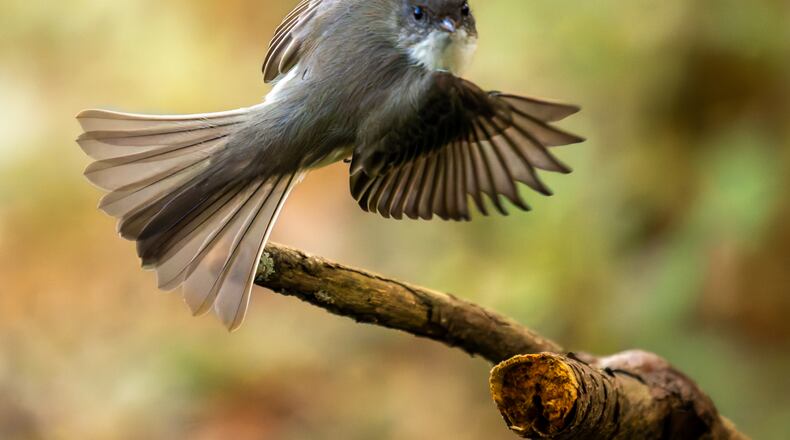 An eastern phoebe flutters in Clyde Shepherd Nature Preserve in Decatur. Eastern phoebes are known for their having little fear of humans. (Courtesy of Steve Rushing)