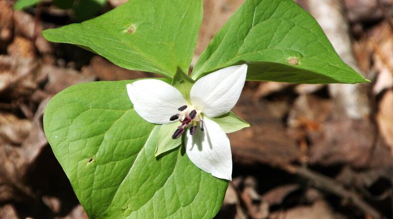 The Southern nodding trillium (Trillium rugelli) is one of 22 trillium species native to Georgia, which has more trillium species than any other state. Trilliums appear in early spring in moist, shady, mature hardwood forests.