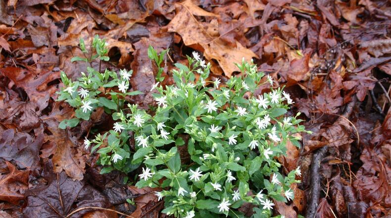 Bright green chickweed is easy to spot and remove in winter. (Walter Reeves)