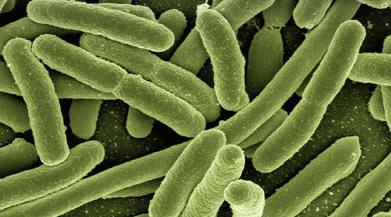 A bacteria seen under a microscope. Scientists believe hand sanitizers are becoming less effective against germs, something that is a concern in hospitals.