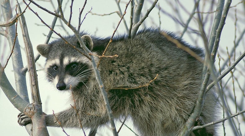 With its bandit-like mask, small “hands” and ringed tail, the raccoon is one of Georgia’s most recognizable animals. February-March is prime breeding time for raccoons in Georgia. CONTRIBUTED BY U.S. FISH AND WILDLIFE SERVICE