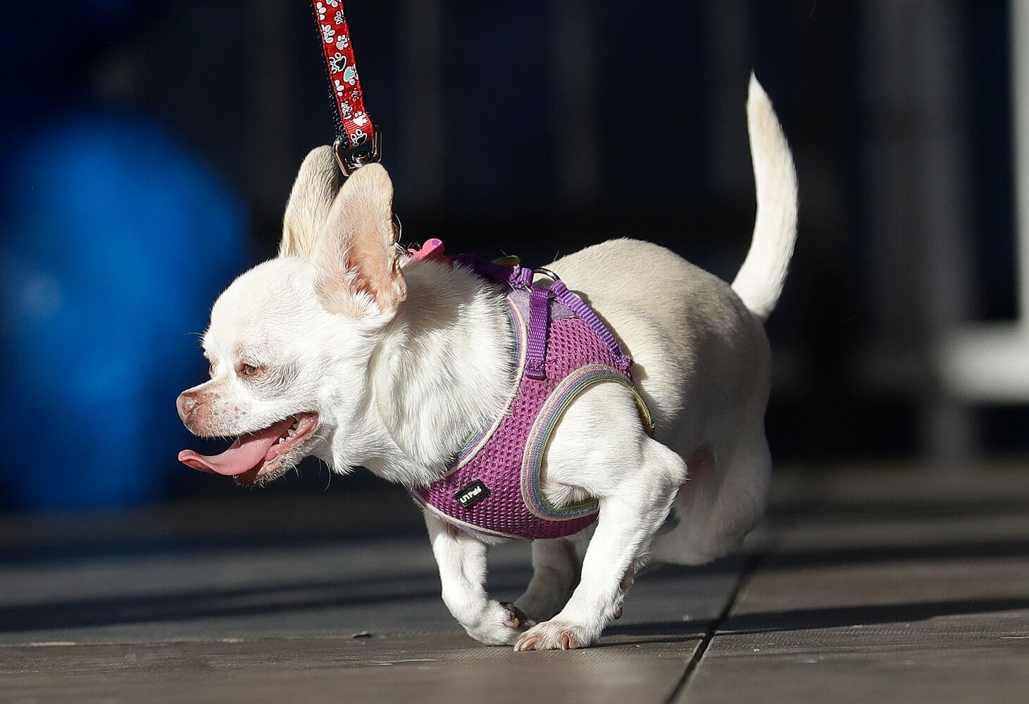 Photos: Zsa Zsa the English bulldog wins World's Ugliest Dog Contest