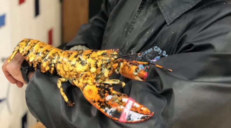 This "calico" lobster, called "Eve," is about 5 to 7 years old, and  is an example of a rare mutation that causes this orange and black mottled appearance. She was saved from the dinner table and may come to Atlanta's Georgia Aquarium. CONTRIBUTED: OCEAN CITY SEAFOOD