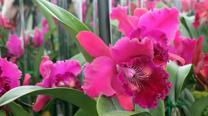 The Atlanta Botanical Garden Flower Show, Feb. 23-25, will welcome thousands of visitors to the Midtown garden. They can see competitions in floral design, horticulture and photography and can enjoy the garden itself, which recently opened its Orchid Daze exhibit, featuring this Cattleya orchid. CONTRIBUTED BY ATLANTA BOTANICAL GARDEN