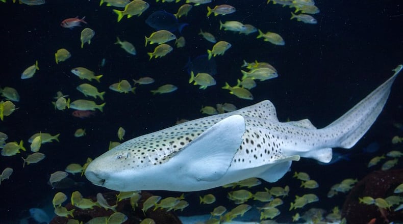 Zebra sharks, an endangered species, can grow to up to 12 feet.