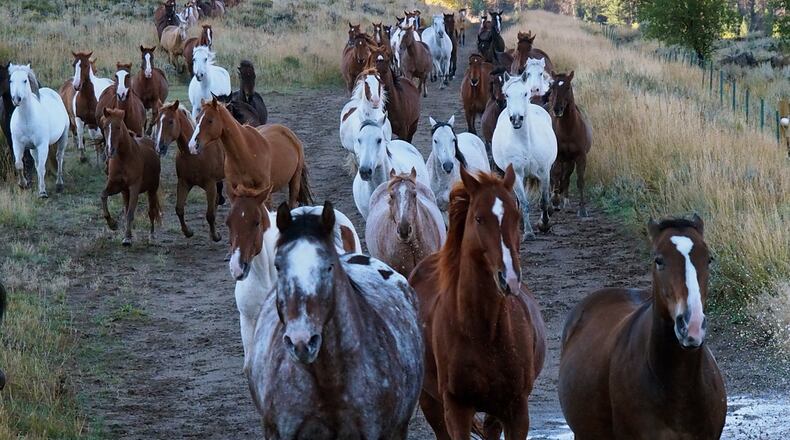 Wranglers at the A Bar A Guest Ranch in Wyoming bring in the horse herd early on a September morning. They call it the “jingle.” (Pam LeBlanc/Austin American-Statesman/TNS)