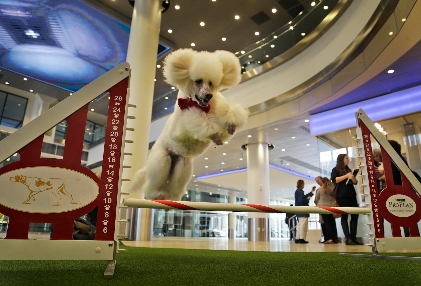 Mixed breeds at Westminster Kennel Club