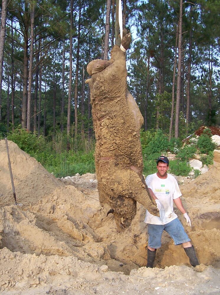 Gator vs. Hogzilla: The legendary feral hog was reportedly 12-feet long and weighted more than 1,000 pounds