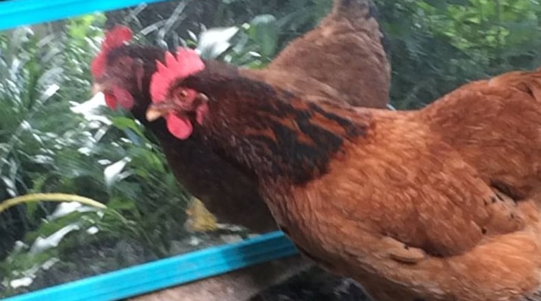 Francois, food editor Ligaya Figueras' chicken.