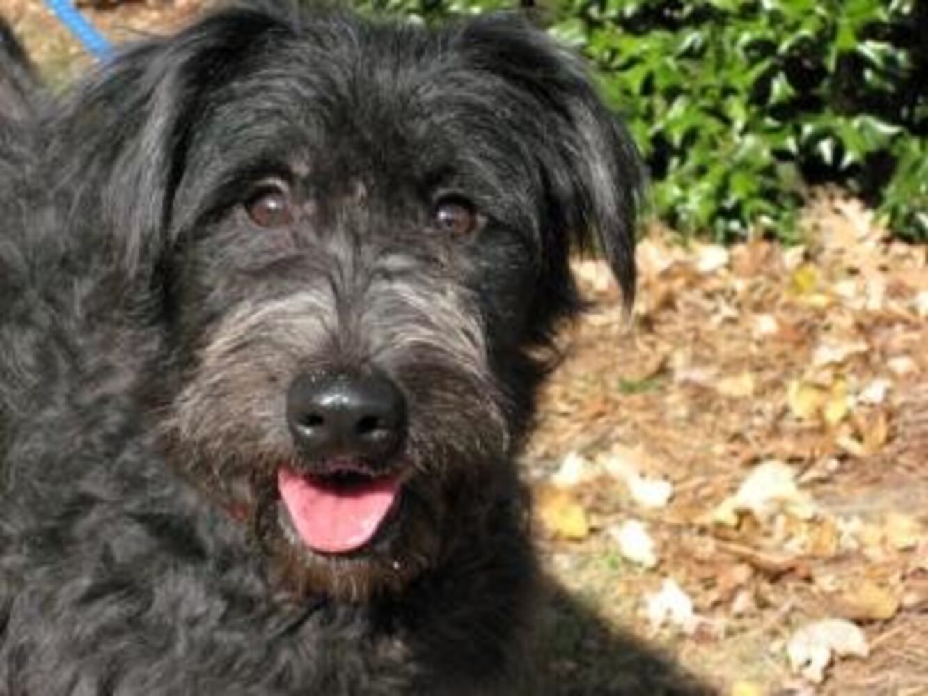 Pets for adoption from the Atlanta Humane Society