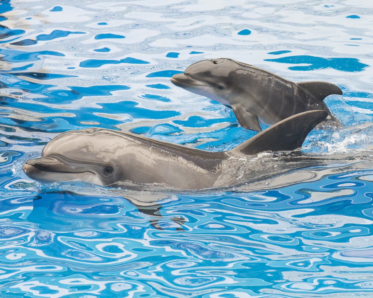 2014 cute animals