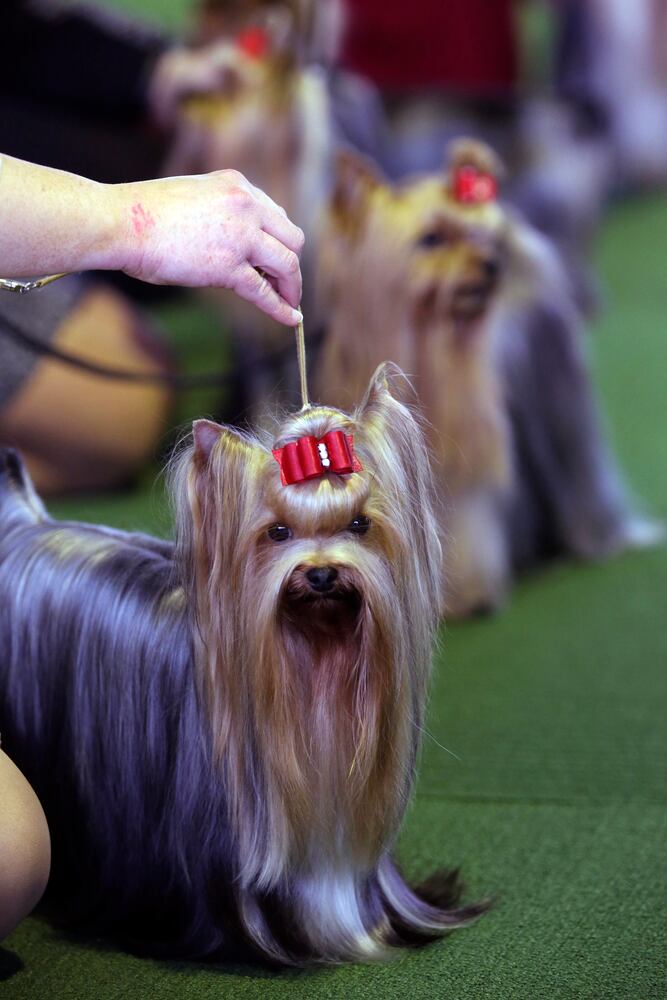 137th Westminster Dog Show