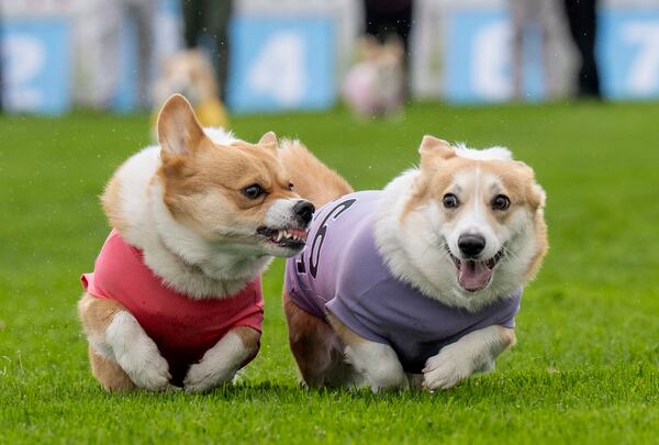Participants take part in the Corgi Derby at Musselburgh Racecourse, Musselburgh, Scotland, Saturday, April 19, 2025, as part of its Easter Saturday race day celebration. (Lesley Martin/PA via AP)