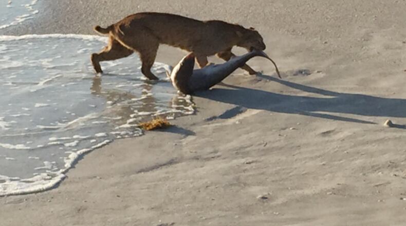 John Bailey’s photo of a bobcat dragging a shark onshore. (John Bailey via WPTV)