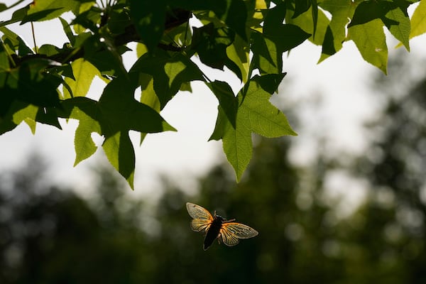 A and periodical cicada flies to a branch of an American Sweetgum tree in the Valley View Nature Preserve, Monday, May 26, 2025, in Milford, Ohio. (AP Photo/Carolyn Kaster)