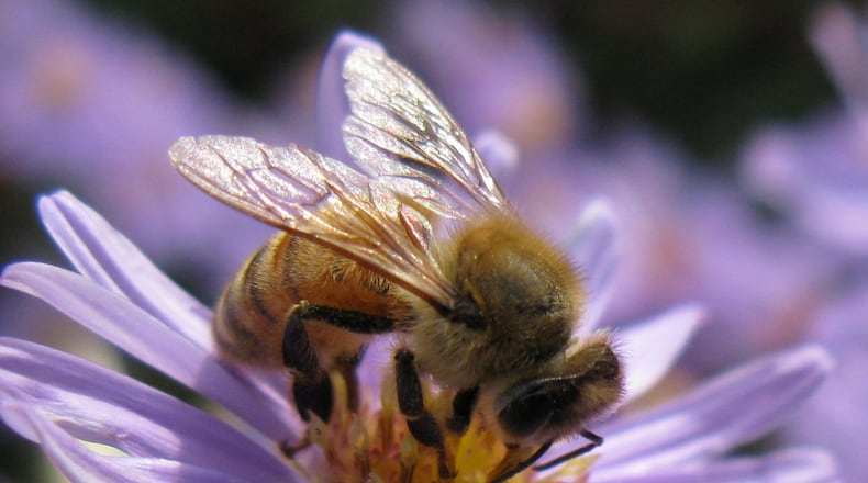 Norcross is named a Bee City USA for their efforts to raise awareness about the importance of pollinators. (Courtesy Bee City USA)