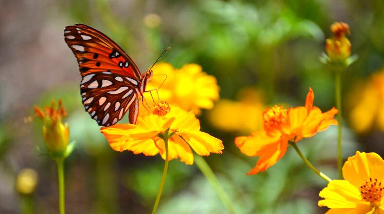 Roswell and Cumming were among 22 localities awarded Roadside Enhancement and Beautification Council grants from the Georgia Department of Transportation.