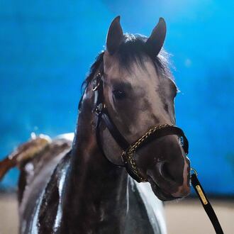 Kentucky Derby entrant Fulleffort gets a bath after a workout at Churchill Downs Monday, April 27, 2026, in Louisville, Ky. (AP Photo/Charlie Riedel)