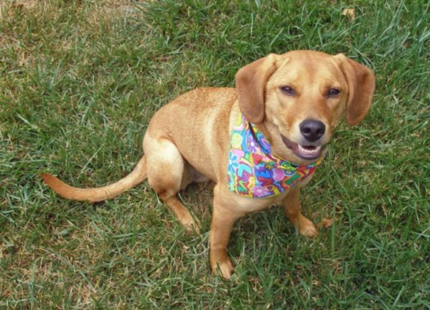 T.G.I.F.: Atlanta's Smiling Pets
