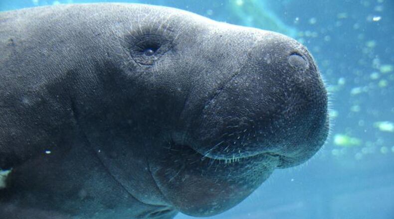 File photo of a manatee.