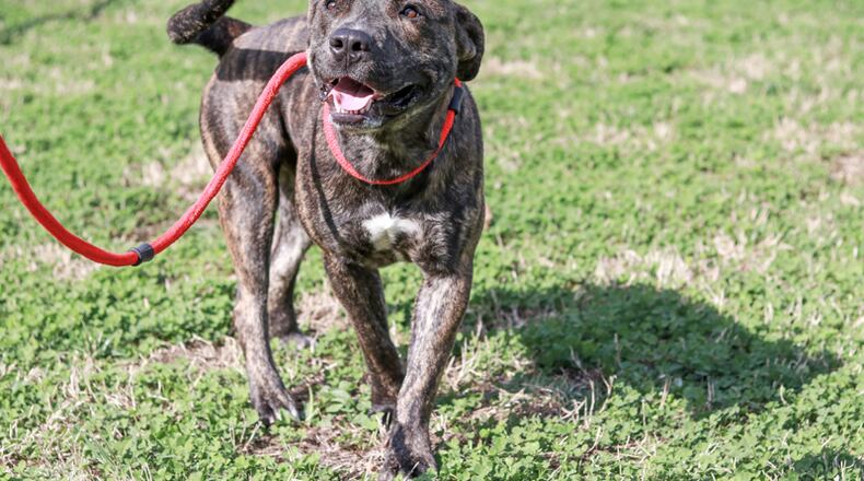 Dogs and cats from the Forsyth County Animal Shelter will be available for adoption from 11 a.m to 3 p.m. the second Saturday of the month at Beaver Toyota, 1875 Buford Highway, Cumming. FORSYTH COUNTY