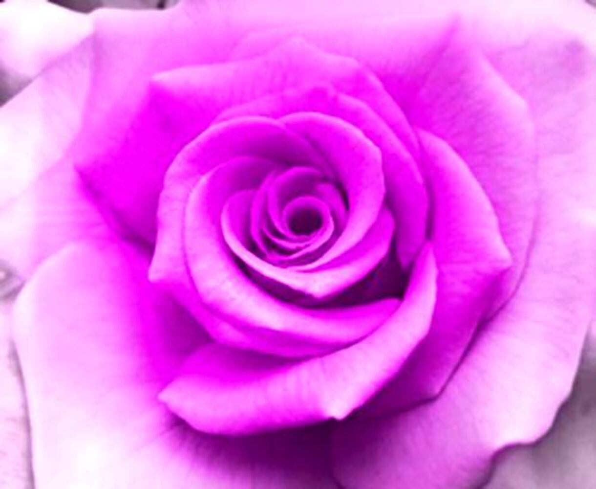 Confused by rose colors? Here's what they mean