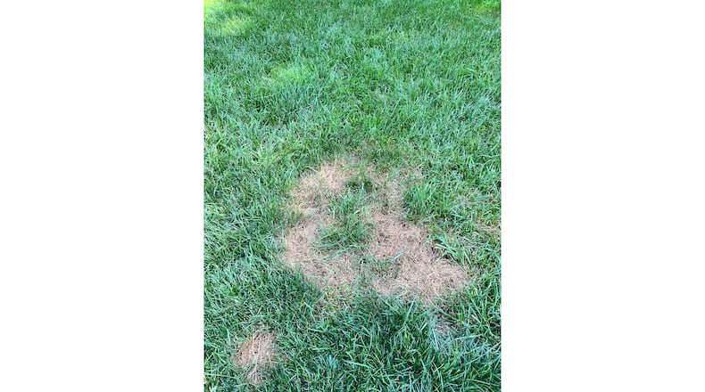 The earliest symptoms of large patch disease are easy to see. But if left unchecked, the patches can grow huge. Grass will usually recover from the disease, but in a weakened state. Correct fertilization, proper watering and the correct mowing height play a huge role in preventing lawn diseases. (Courtesy of Jennifer Sifuentes)