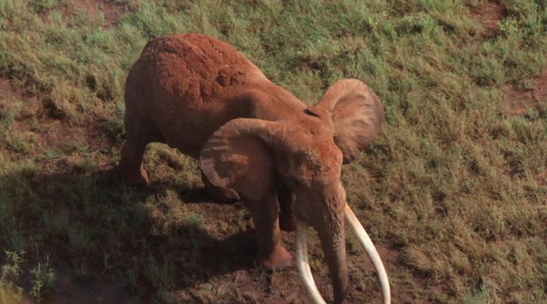 Satao was a "tusker," an elephant whose tusks grow to weigh more than 100 pounds apiece. Photo by Richard Moller, chief conservation officer, Tsavo Trust.