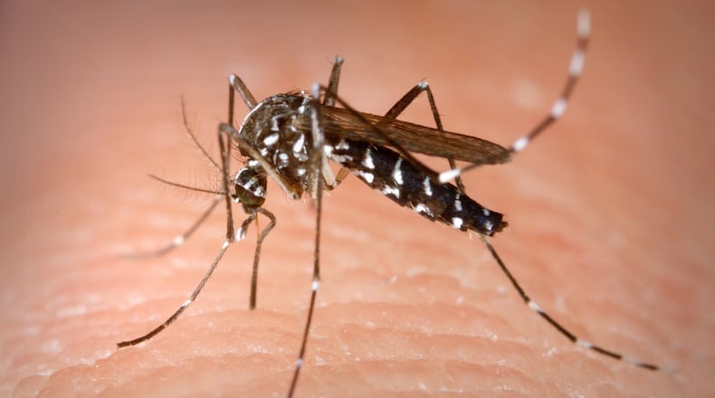 To keep mosquitoes at bay use repellents with chemicals that confuse the insect’s smell sensors. Just a few chemicals are capable of doing this, including lemon eucalyptus oil, picaridin, and DEET. PHOTO CONTRIBUTED BY JAMES GATHANY/CDC