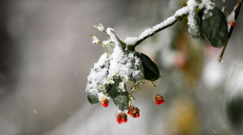 Clayton County Schools called off after-school activities Friday as snow fell in metro Atlanta. Here snow covers a tree branch at Blackburn Park in Brookhaven.