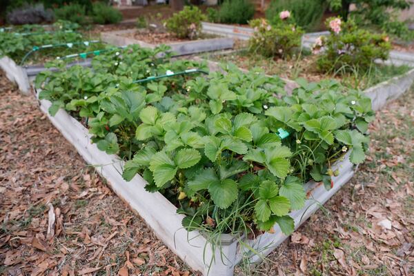Views of A Sip of Paradise Garden in Atlanta shown on Thursday, April 17, 2025. (Natrice Miller/ AJC)