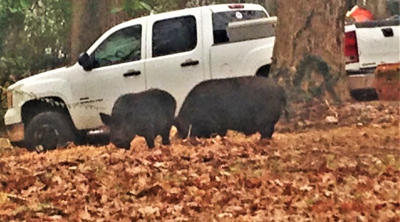 Derek C. Buffardi noticed what he thought was a "fat dog" in his front yard one morning. "When I looked closer there were two wild boars! I took the pictures until they saw me and started coming toward me." Buffardi called animal control, DNR, local police and a state game warden. Eventually police and other agencies came. He's not sure if they caught the animals, but it made for an interesting Saturday.