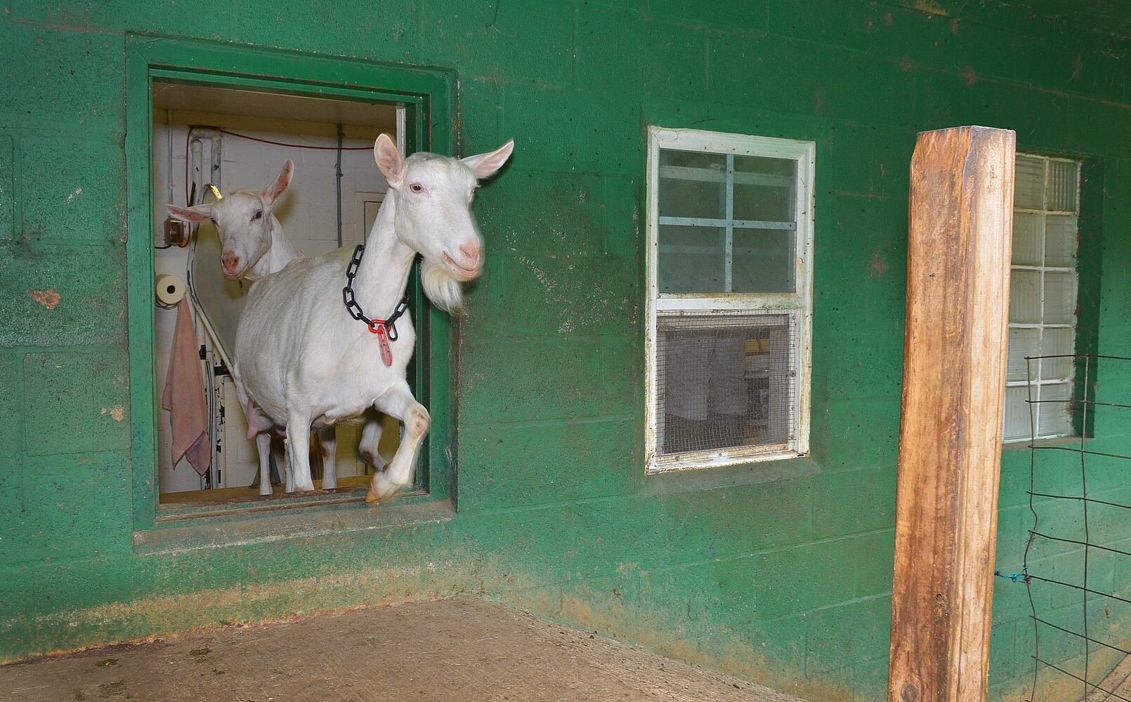 Making goat cheese at Decimal Place Farm