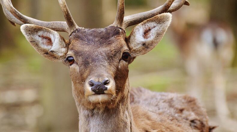 FILE PHOTO: A deer photobombed an engagement moment.