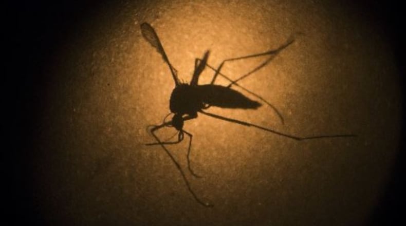Aedes aegypti and Aedes albopictus mosquitoes, both found in Georgia, can spread the Zika virus.