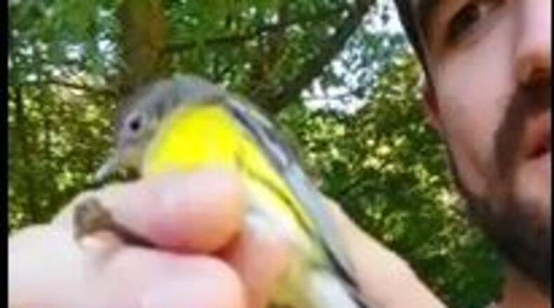 The Atlanta Audubon Society recently received a grant from the Disney Conservation Fund to help reduce bird-building collisions through Project Safe Flight Atlanta. CONTRIBUTED