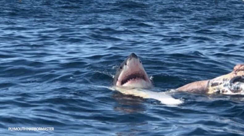 Biologists with the New England Aquarium will be at Duxbury Beach Monday to perform a necropsy on the whale — or at least what's left of it after at least one shark spent time feeding on it Sunday.