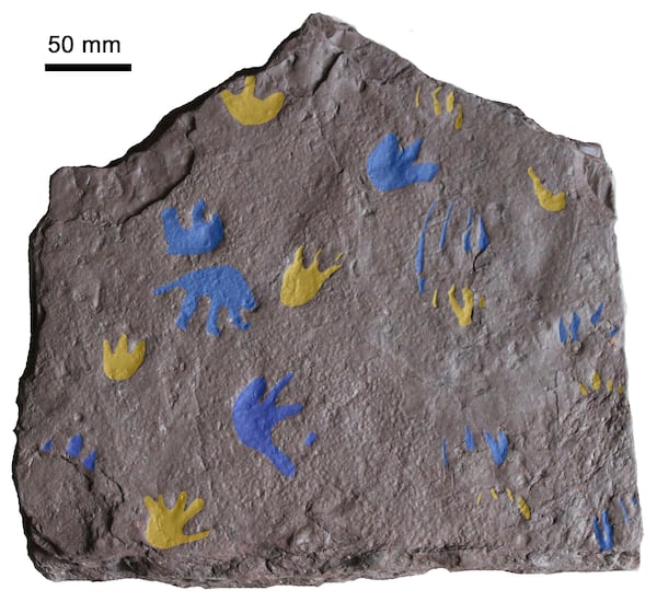 This image provided by Prof. Per Erik Ahlberg shows a slab of sandstone found near Melbourne, Australia preserving fossil footprints from a reptile-like animal that lived around 350 million years ago. The footprints are highlighted in yellow (front feet) and blue (back feet) and show the movements of three similar animals, researchers say. (Grzegorz Niedzwiedzki/Prof. Per Erik Ahlberg via AP)