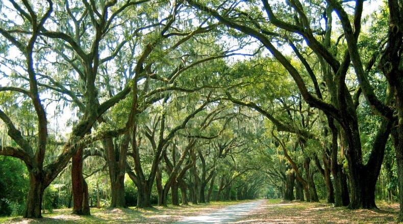 Massive live oak trees line the driveway to Wormsloe State Historic Site in Savannah.