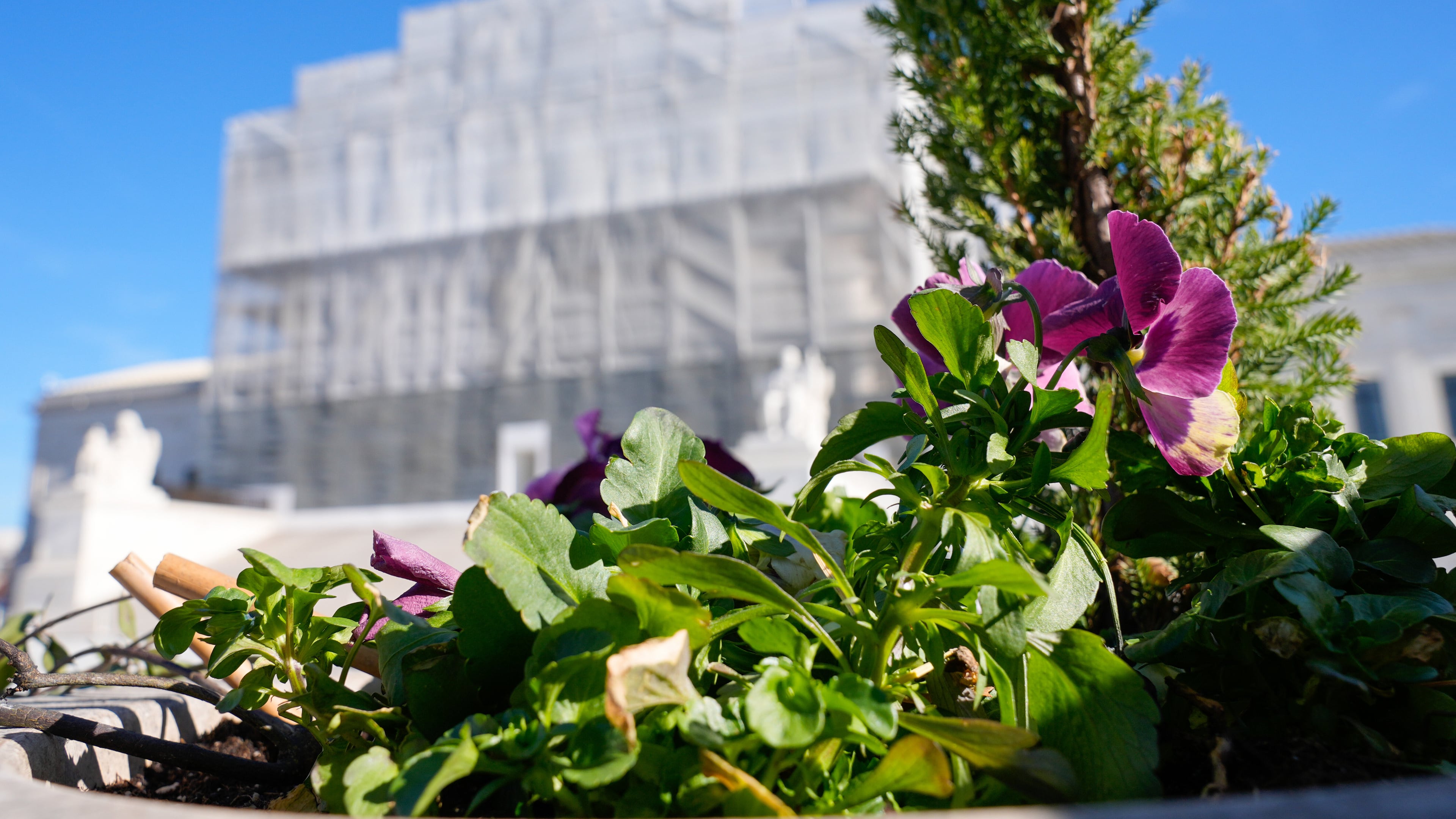 With flowers in the foreground, construction on the front of the U.S. Supreme Court continues Monday, Nov. 24, 2025, in Washington. (AP Photo/Mariam Zuhaib)