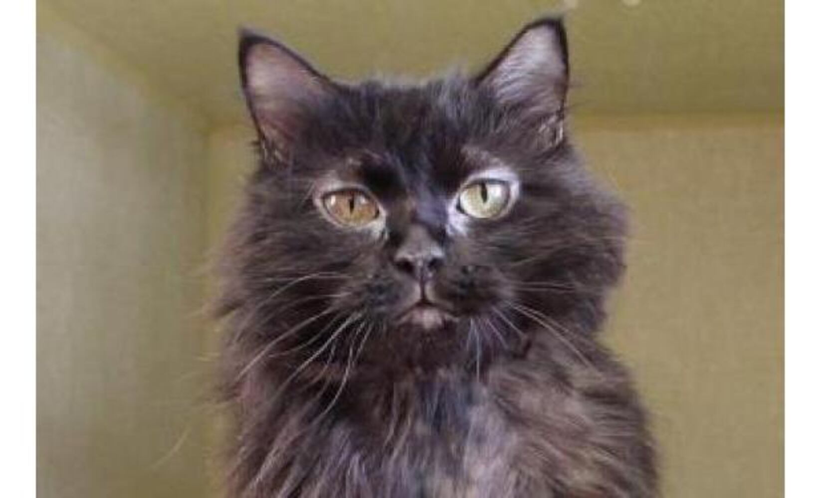 Black cats you can save on Friday the 13th