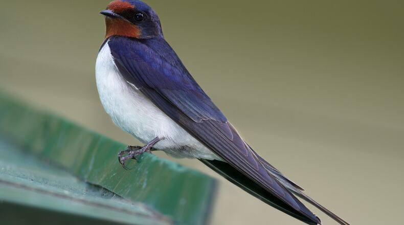 The barn swallow (shown here) is one of several swallow species that start gathering in flocks around midsummer to head back south to winter homes in Central and South America. (Courtesy of Dion Art/Creative Commons)