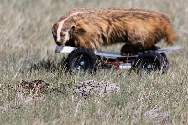 In this photo provided by the Smithsonian in June 2024, a long-billed curlew, bottom left, reacts to the "badgerinator," a simulated predator, during field research on prairie dog/long-billed curlew interactions at the American Prairie reserve in Montana. (Andrew Dreelin/Smithsonian National Zoo and Conservation Biology Institute via AP)