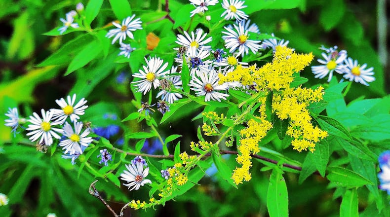 The yellow of goldenrods and the bluish tints of asters seem to go perfectly together — and that might not be coincidental. The flower colors blending together may attract more pollinators. (Charles Seabrook for The Atlanta Journal-Constitution)