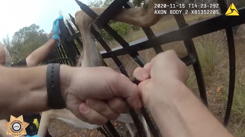 The deputies pried the fence apart in order to rescue the trapped buck.