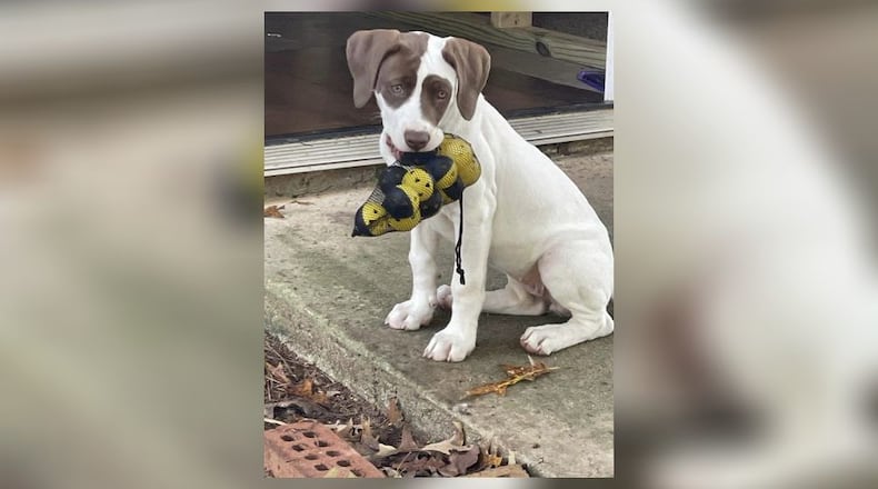 A Cobb County officer shot and killed a family's pet Monday.