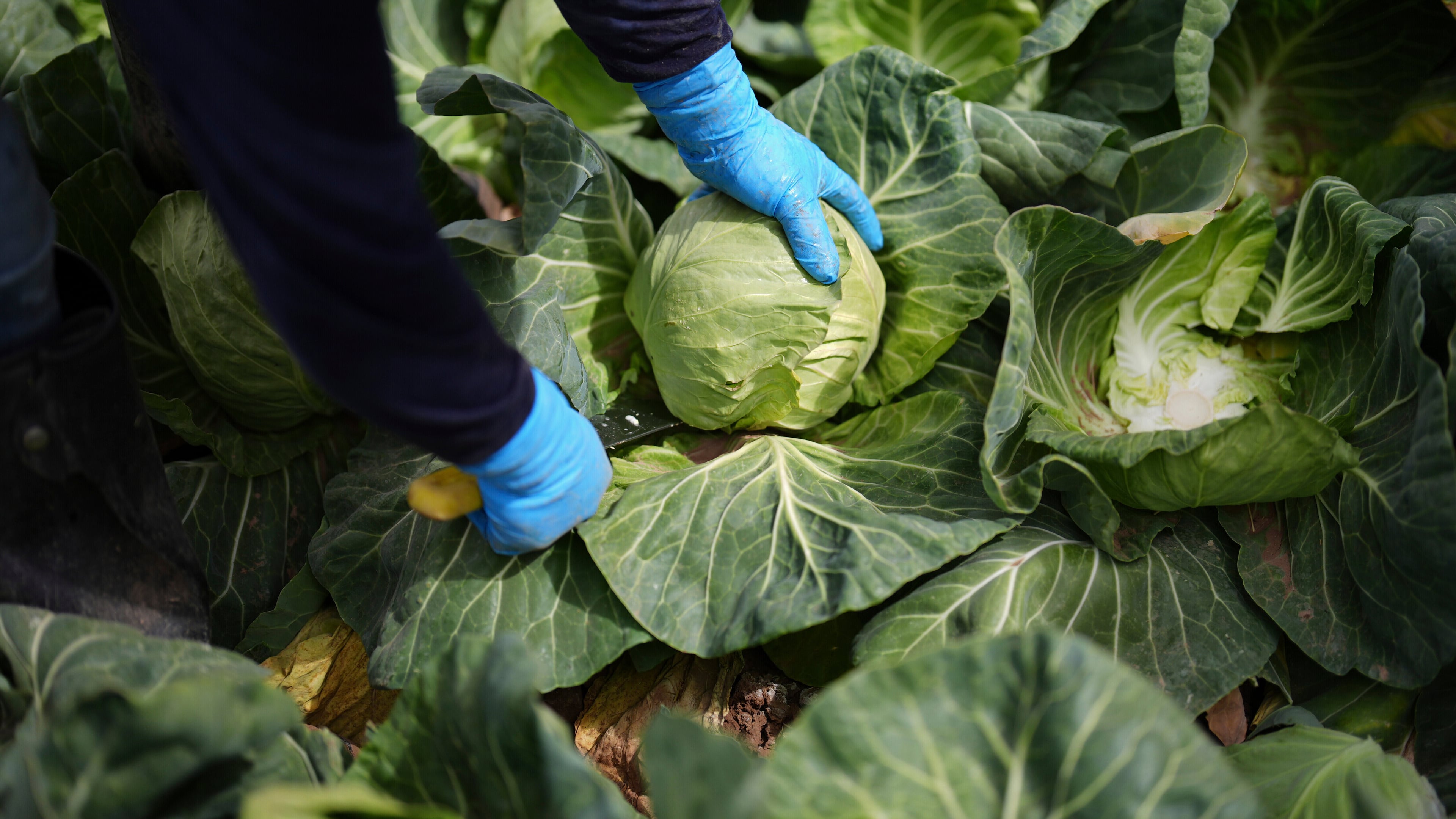 FILE - A worker harvests cabbage March 5, 2025, in Holtville, Calif. (AP Photo/Gregory Bull, File)