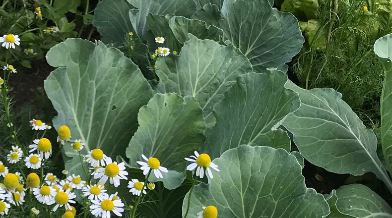 A photo provided by Jessica Walliser shows a garden with chamomile among brassicas. Forget whatever you've heard about which plants "love" which other plants. This isn't Match.com for vegetables: There's a science to it. (Jessica Walliser via The New York Times)